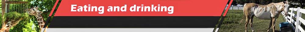 Food and drinks for horses and cattle Food and drinks for horses and cattle
