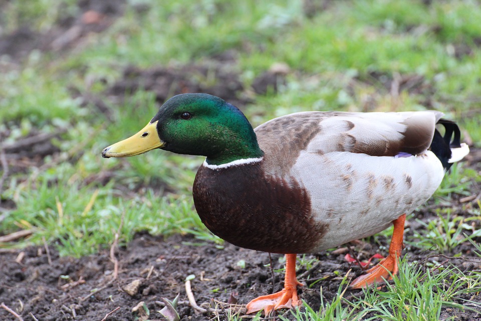 Producten die gebruikt kunnen worden voor alle soorten watervogels Producten die gebruikt kunnen worden voor alle soorten watervogels
