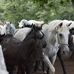Skin disorders of horses Skin disorders of horses