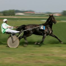 Nahrungsergänzungsmittel für Ausdauer und Energie bei Pferde Nahrungsergänzungsmittel für Ausdauer und Energie bei Pferde