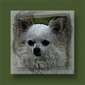 Pigmentation : loss of color nose for animals Pigmentation : loss of color nose for animals