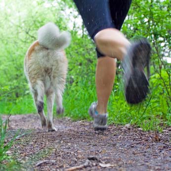Nutritional supplemens for energy and endurance in dogs Nutritional supplemens for energy and endurance in dogs