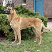 Mechelaar - Joefarm Mechelaar - Joefarm