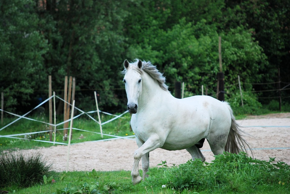 Voedingssupplementen voor vachtproblemen bij paarden Voedingssupplementen voor vachtproblemen bij paarden