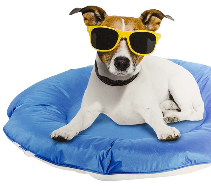 dog chill bed