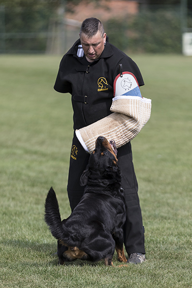 dog training trousers