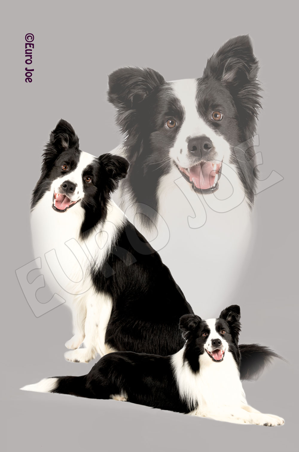 Border collie fleece clearance