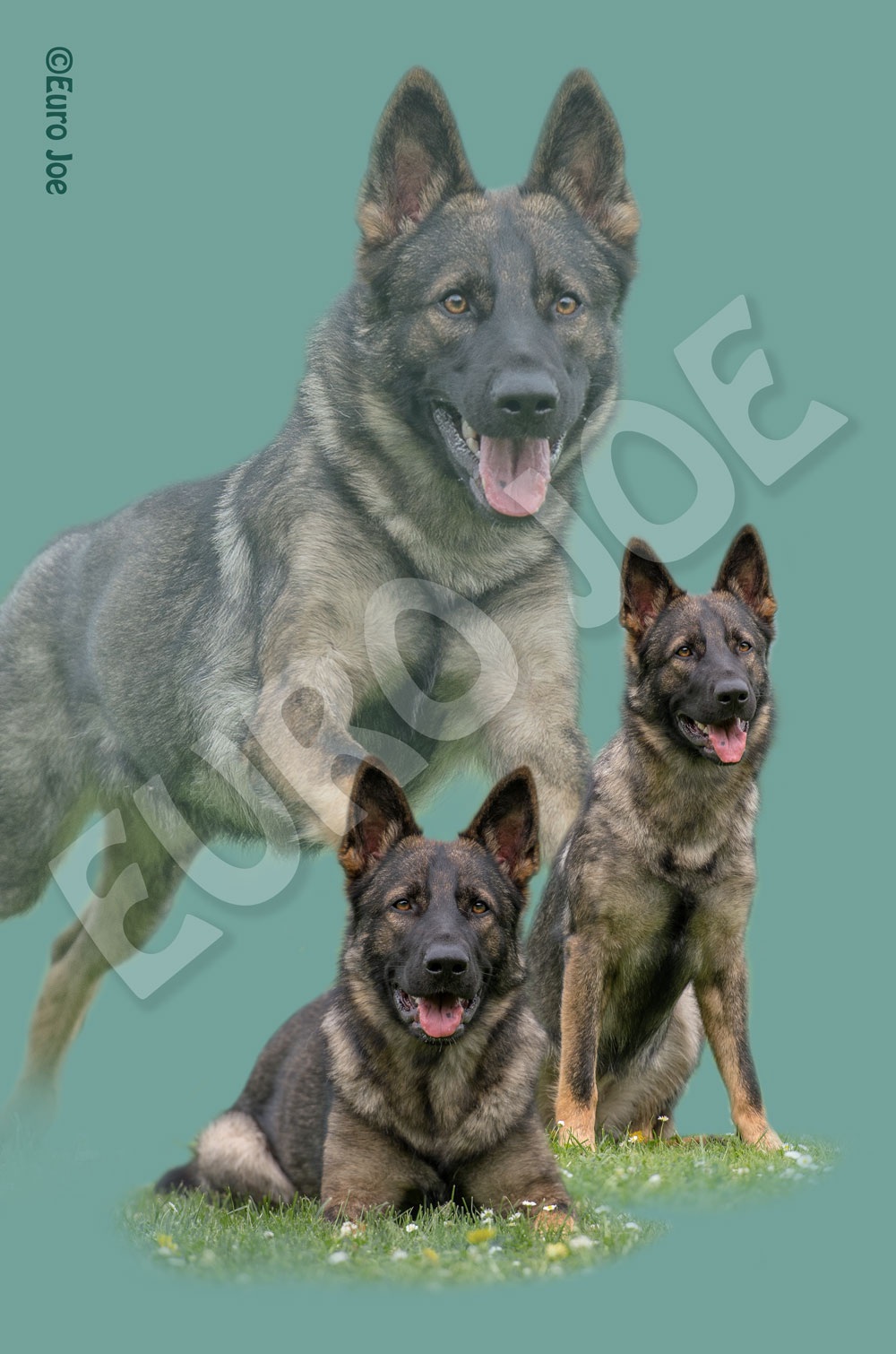 Fleece blanket German Shepherd