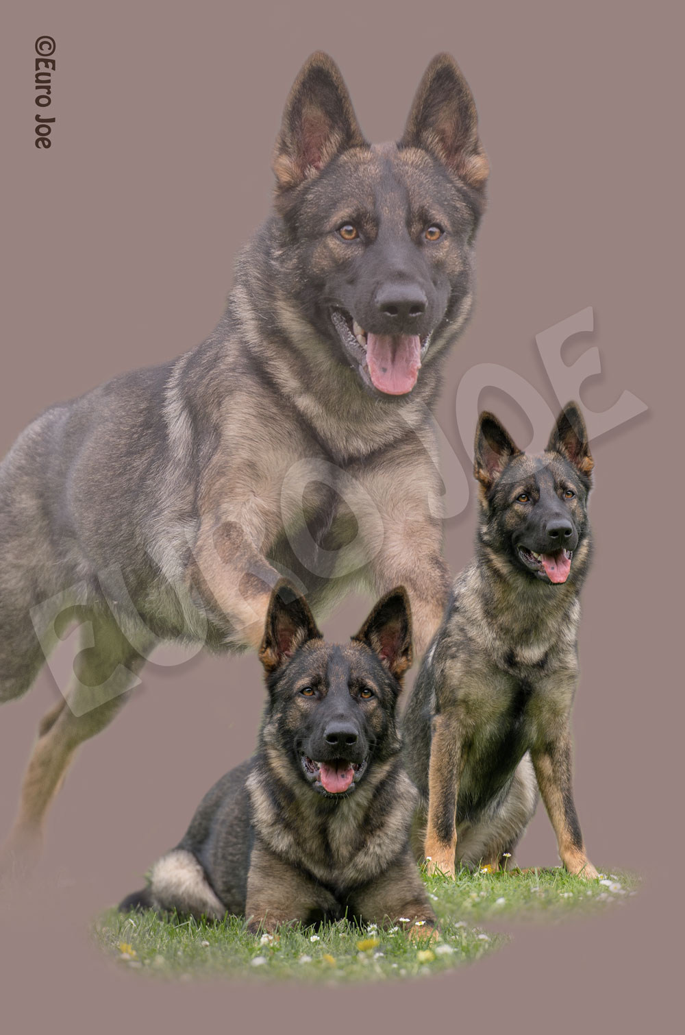 Fleece blanket German Shepherd