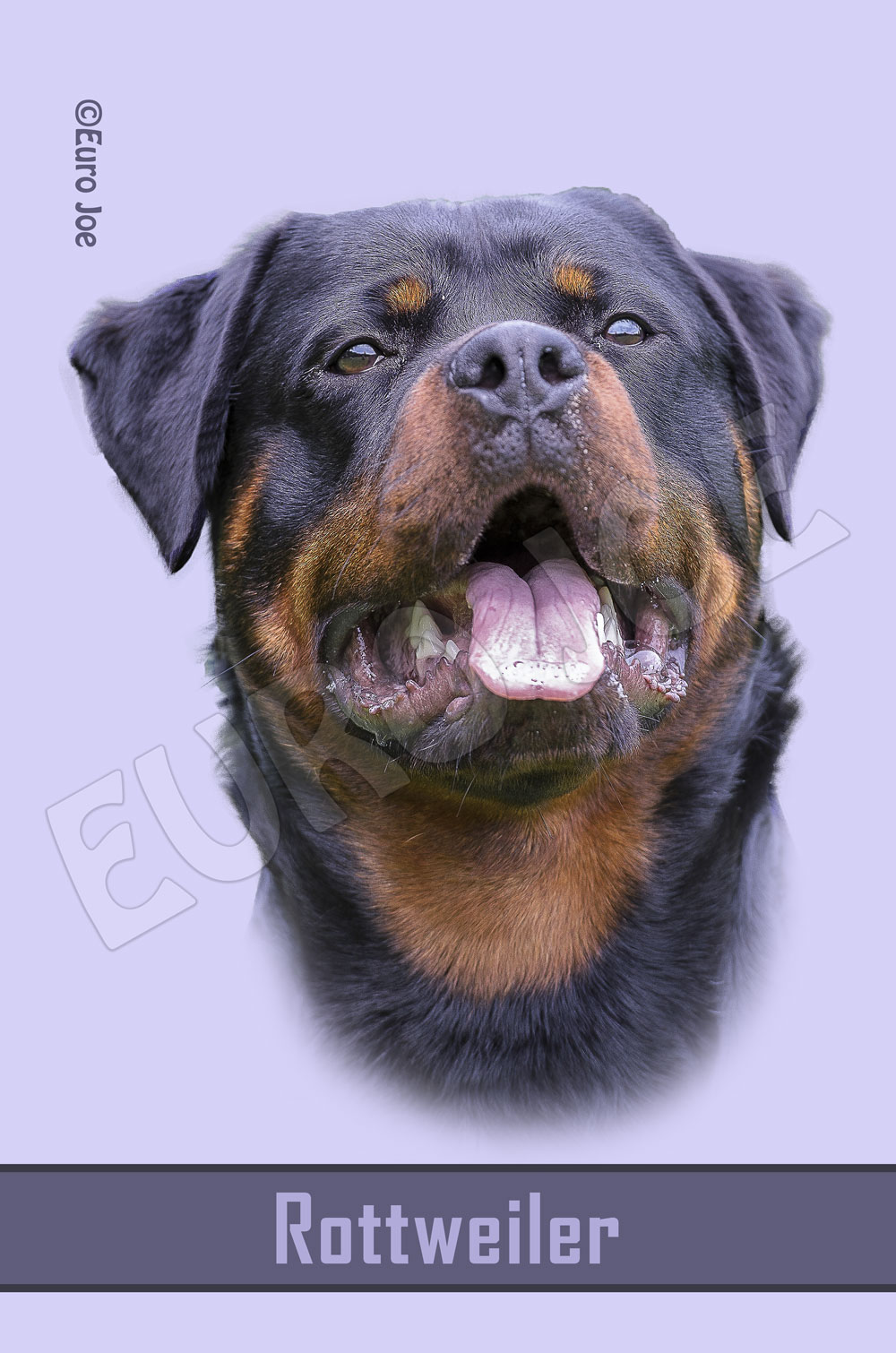 rock rottweiler