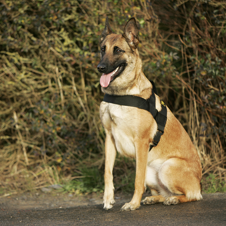 Nylon dog harness in several colors and designs Nylon dog harness in several colors and designs