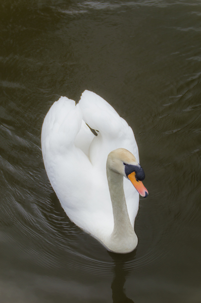Goose & swan Goose & swan