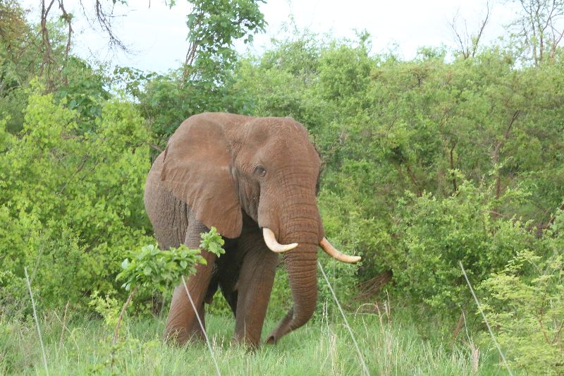 Kenia_olifant