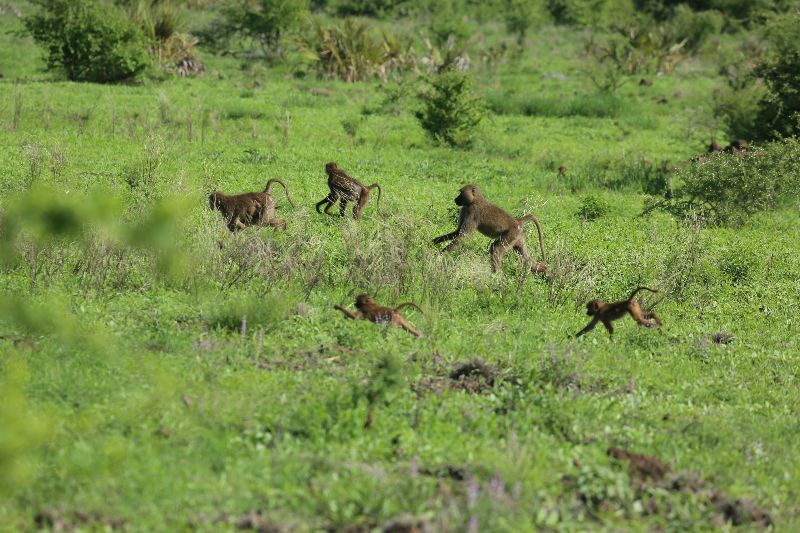 Kenia9